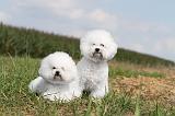 BICHON FRISE 114